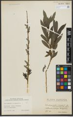 Foto von Salix purpurea L. x Salix viminalis L.